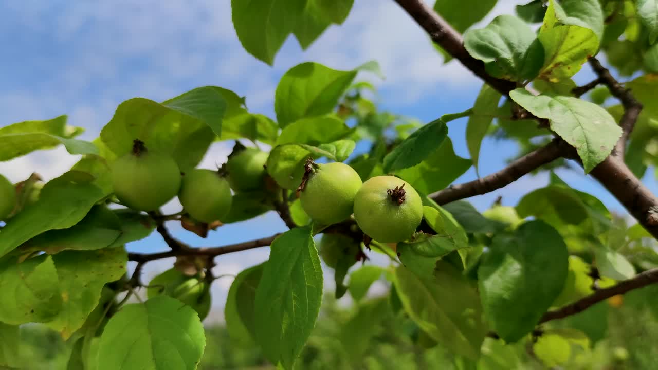 树上未成熟的绿色苹果视频素材