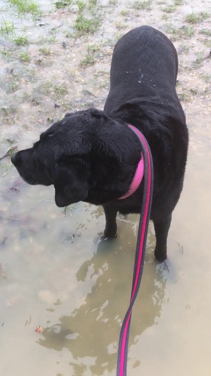 洪水视频素材