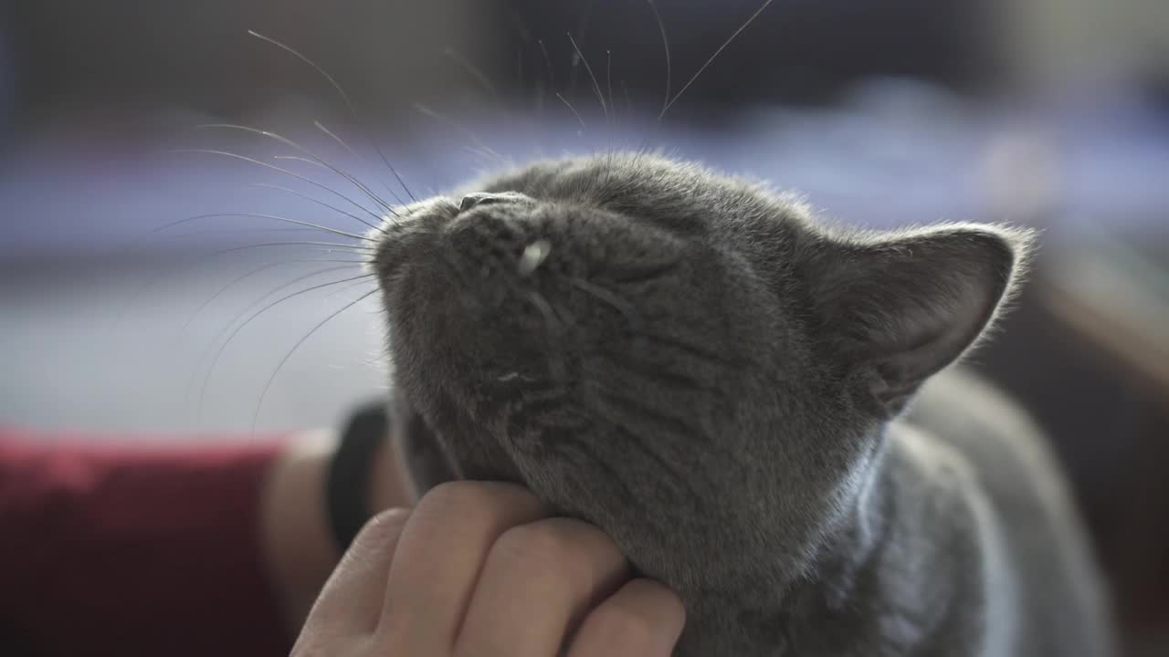 特写成年女子抚摸着可爱的宠物猫的头视频素材