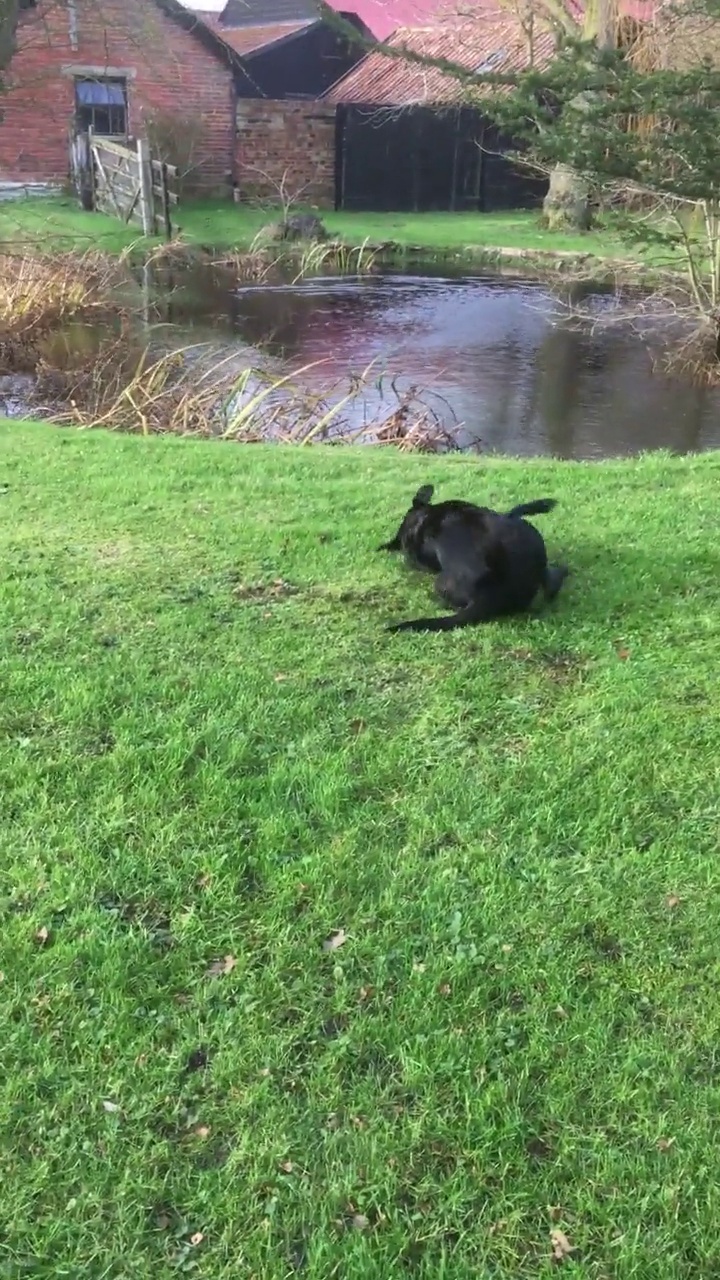 黑色拉布拉多犬散步视频素材