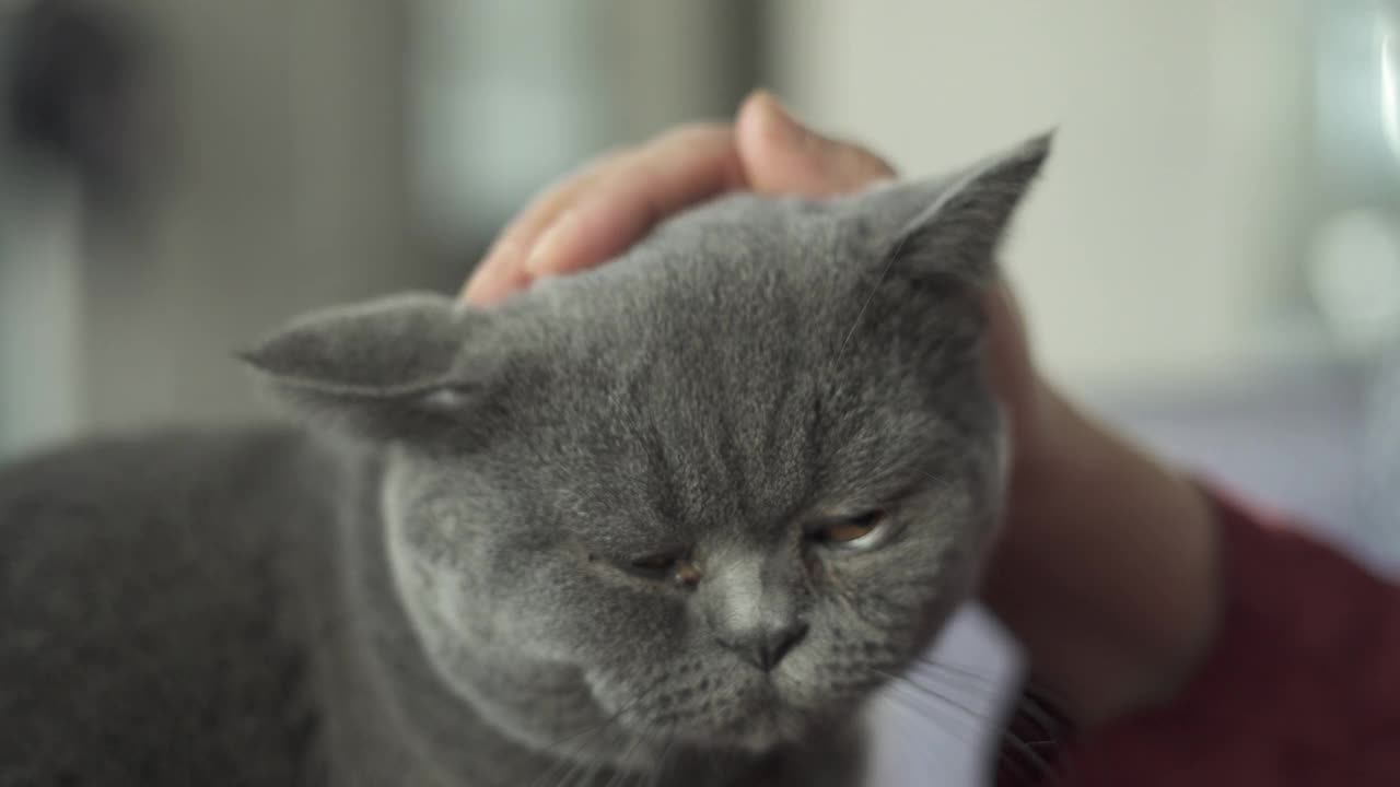 特写成年女子抚摸着可爱的宠物猫的头视频素材