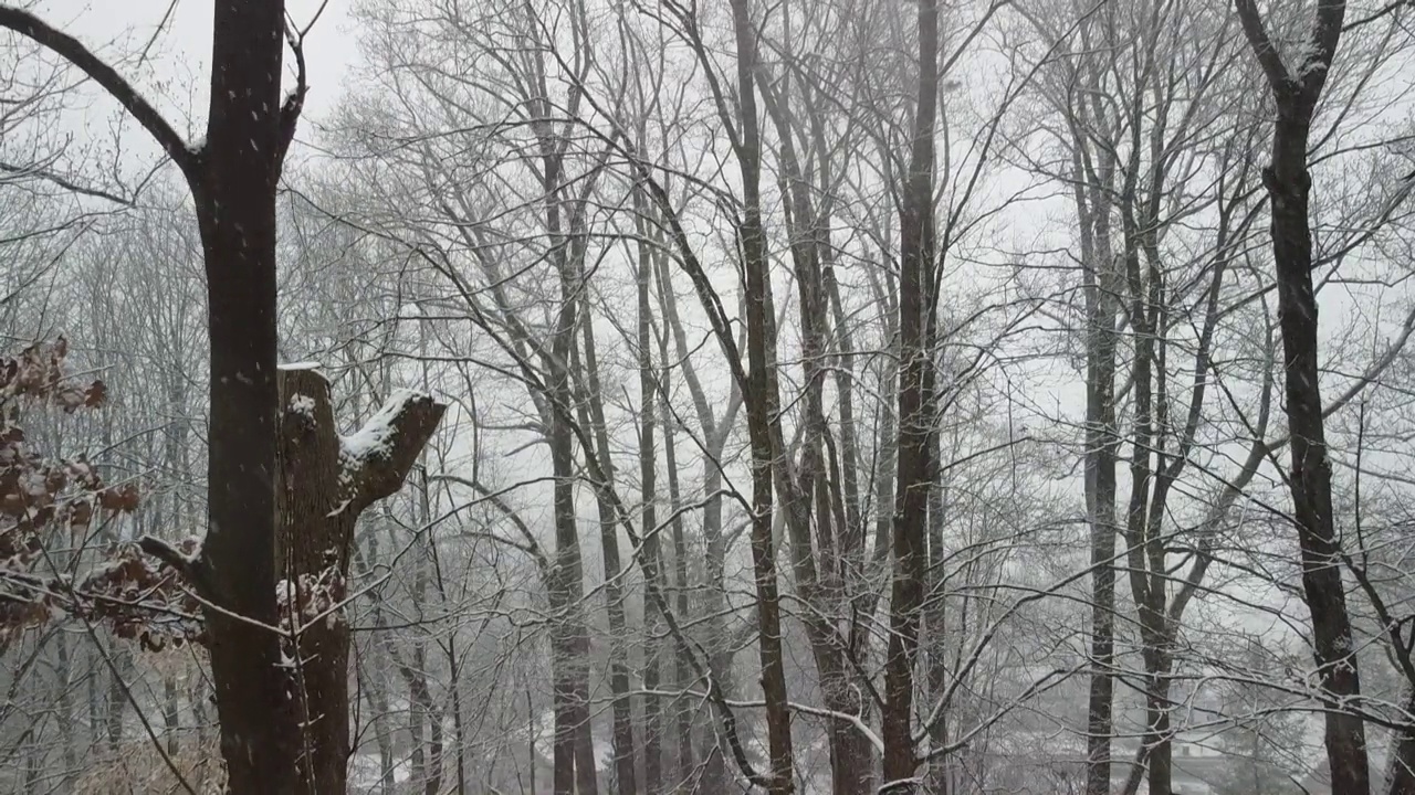 《白雪覆盖的森林视频素材