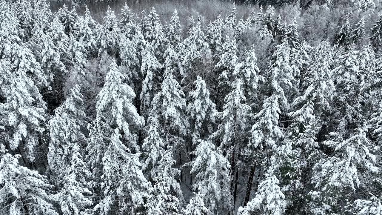 云杉和松树上的雪在冬天的霜冻。视频素材