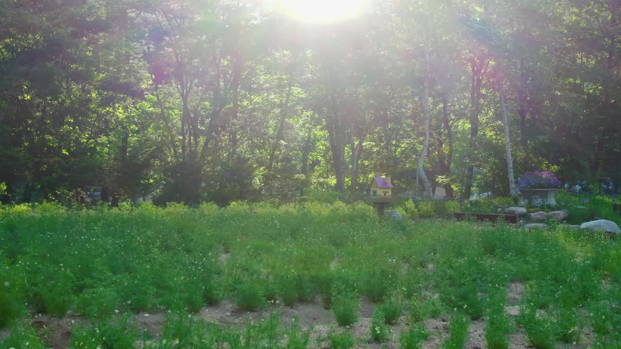 Herbnara农场/平昌郡，江原道，韩国视频素材