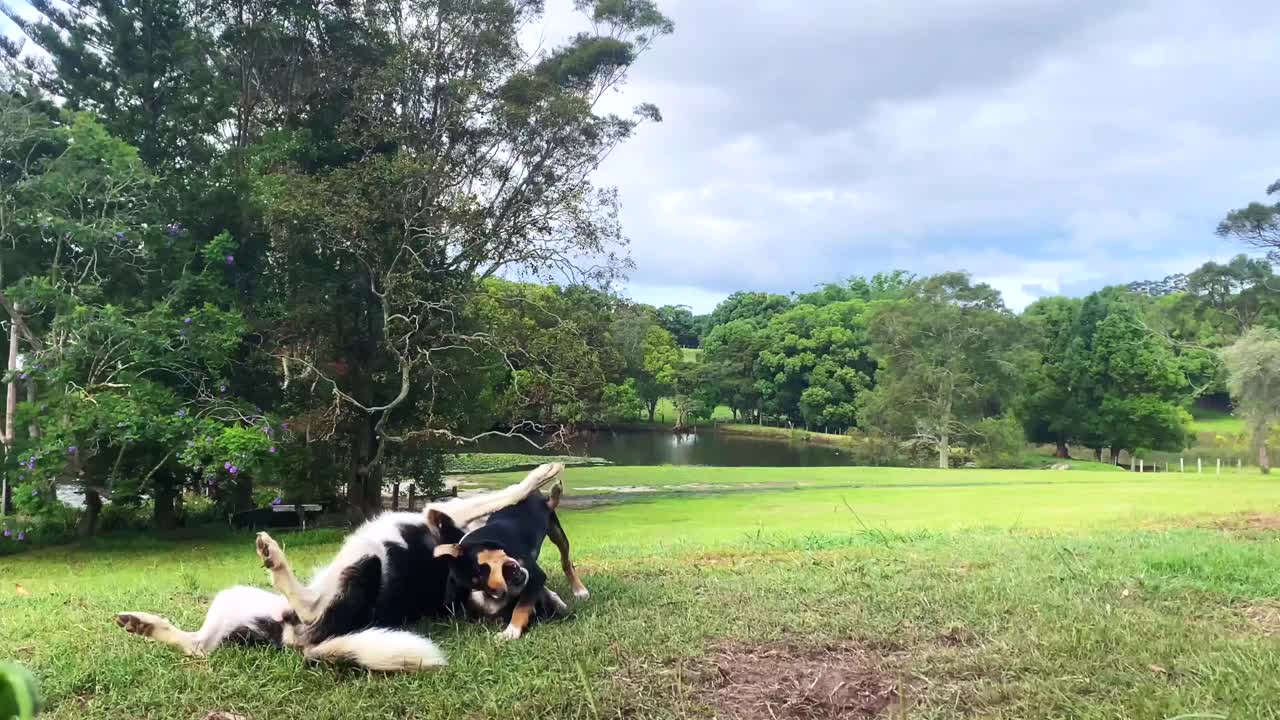 柯利犬和凯尔皮小狗玩耍视频素材