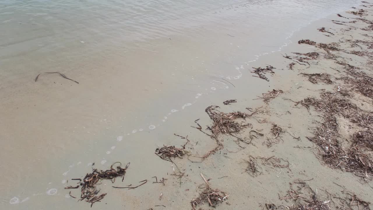 蓝色的海浪背景上的沙滩与海藻视频素材