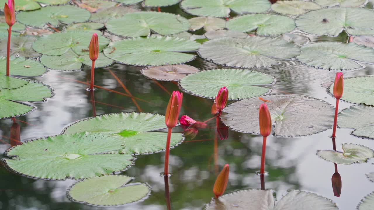 闭合的花蕾和红色的花瓣松散地站在结实的茎上视频素材