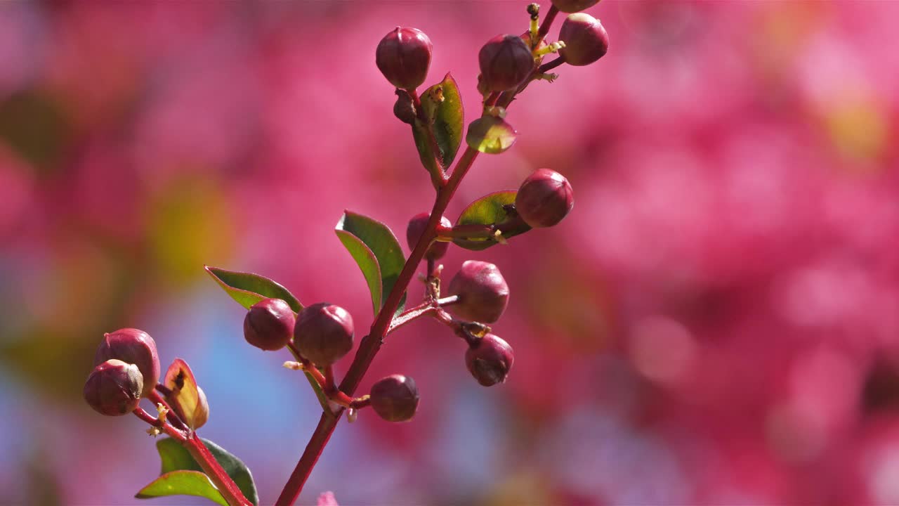 紫薇又称紫薇、可丽薇、可丽花。视频素材