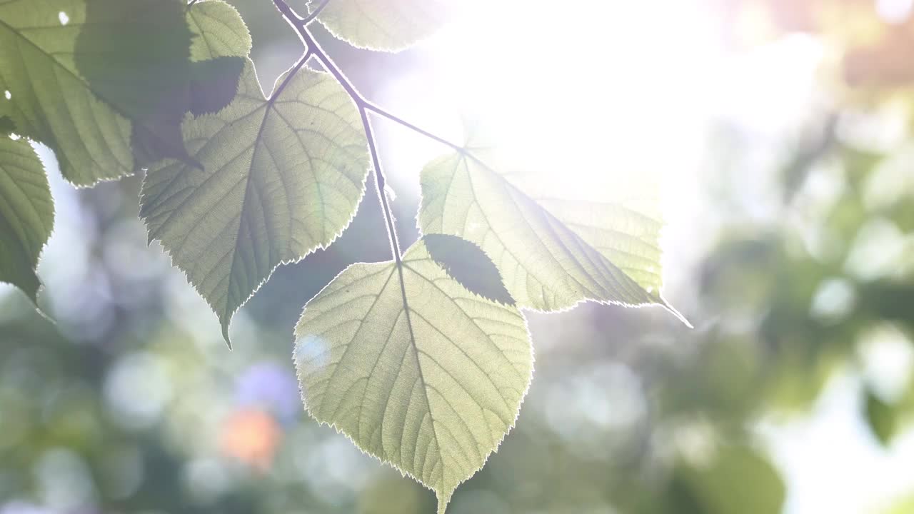 一棵新鲜的绿树在美丽的阳光下离开视频素材