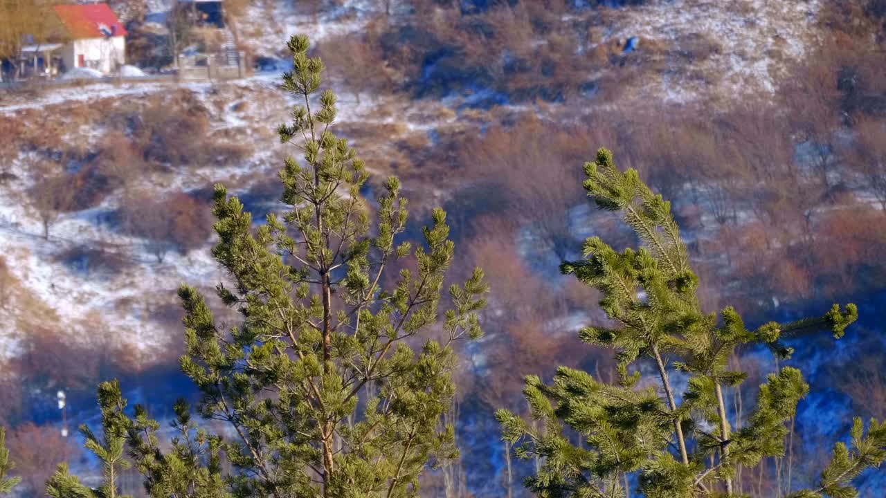 青翠的松树在冬天的山上沐浴着阳光视频素材