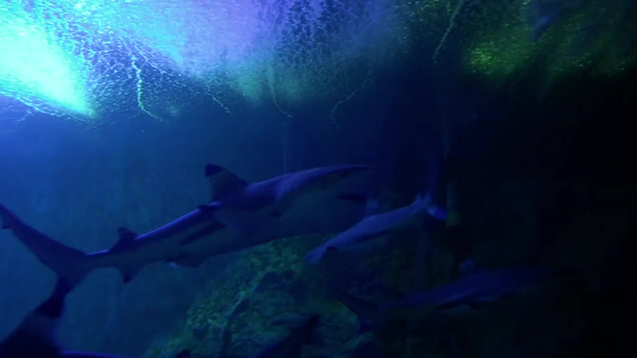 水族馆里的鲨鱼特写视频素材