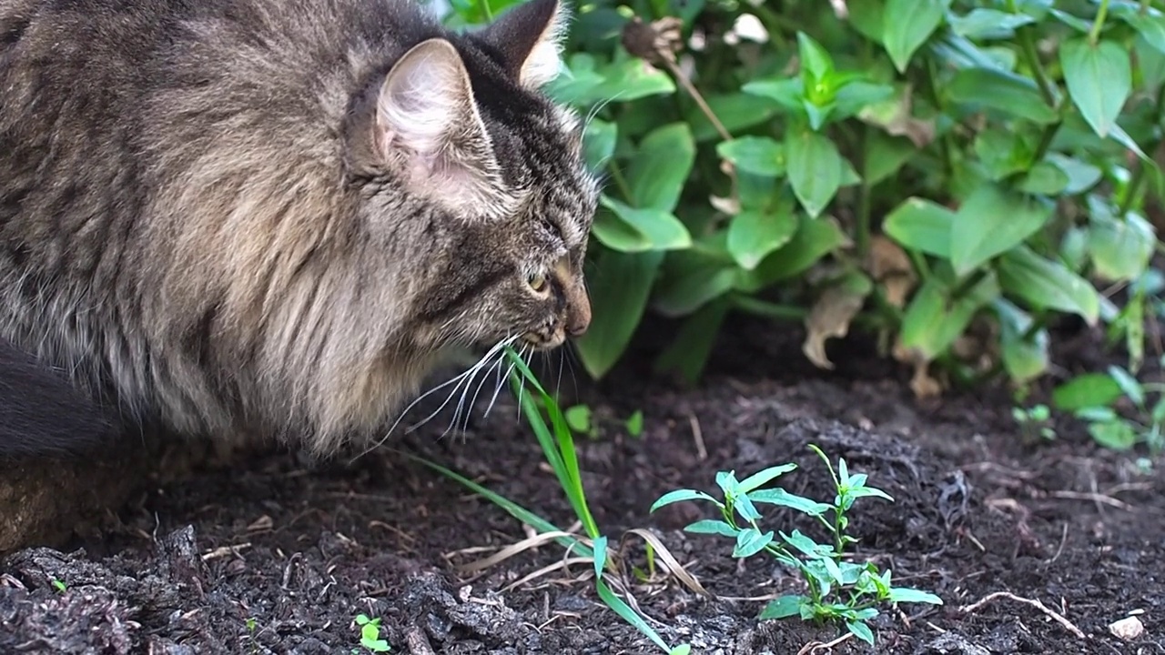 美丽的西伯利亚猫在花园里吃绿草。视频素材