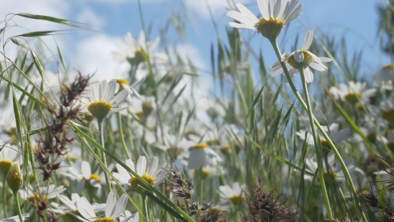 美丽的雏菊映衬着天空视频素材