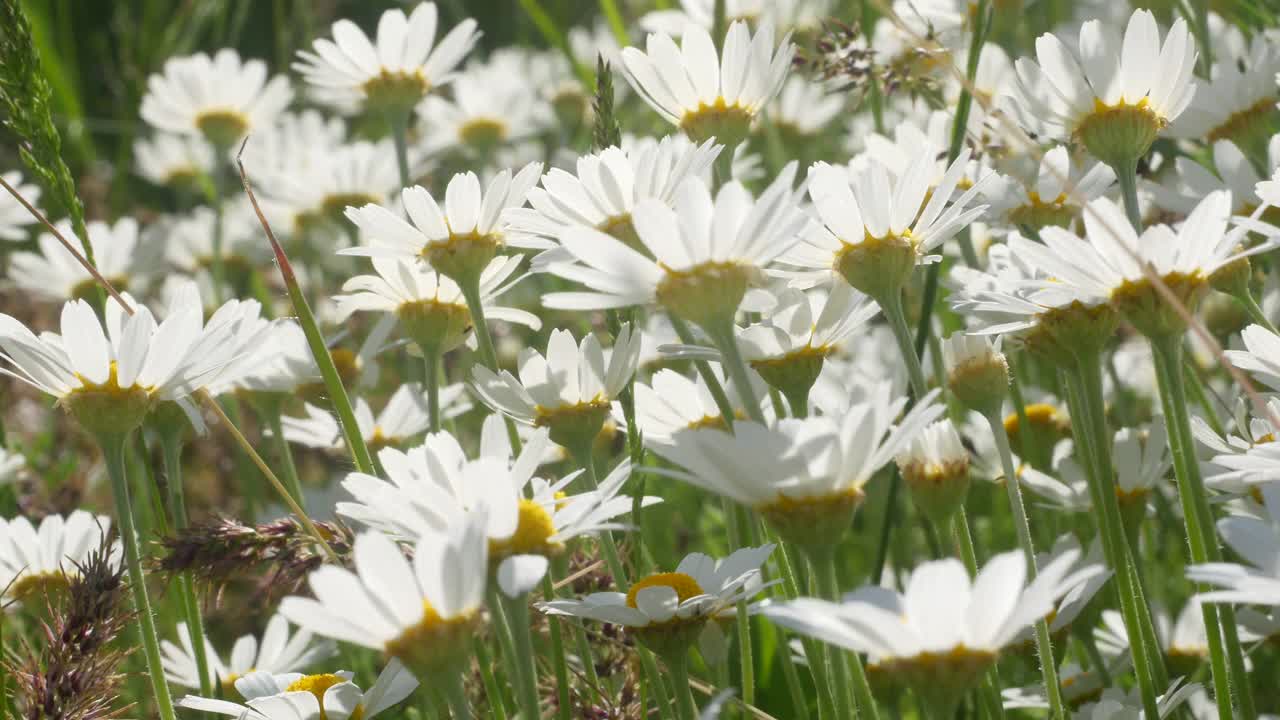 洋甘菊视频素材