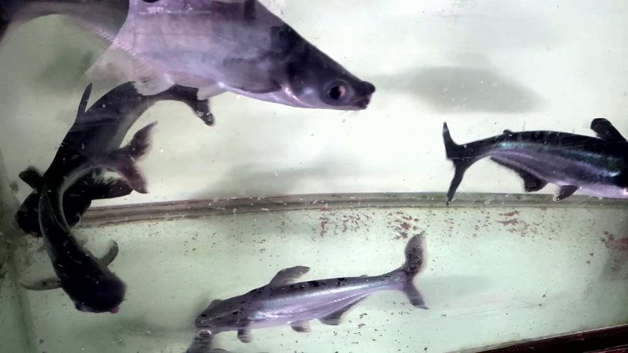 Paroon shark – freshwater shark, shark in aquarium tank视频素材