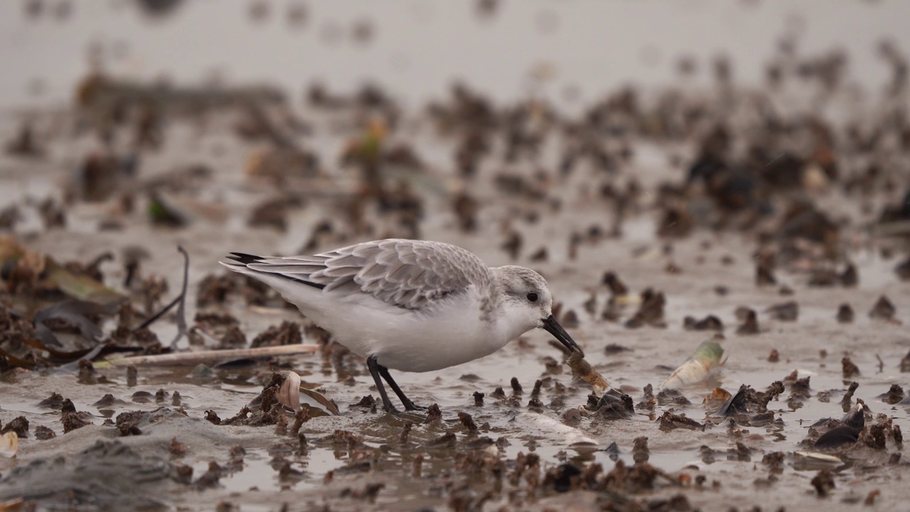 在泥滩上吃虾的沙鳕(Calidris alba)视频素材