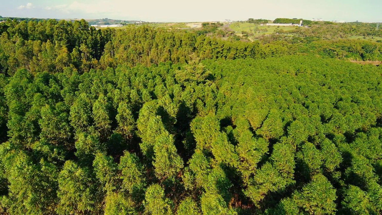 桉树种植园视频素材