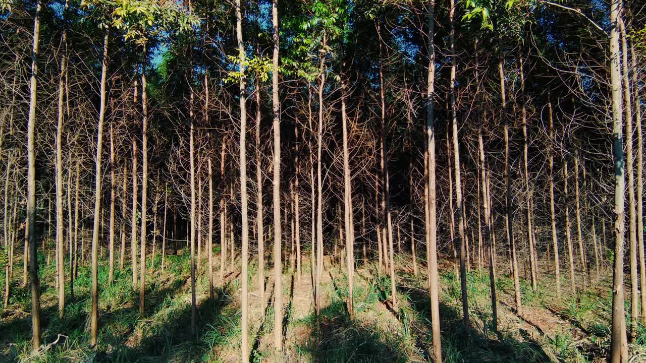 桉树种植园视频素材