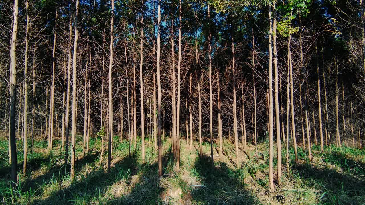 桉树种植园视频素材