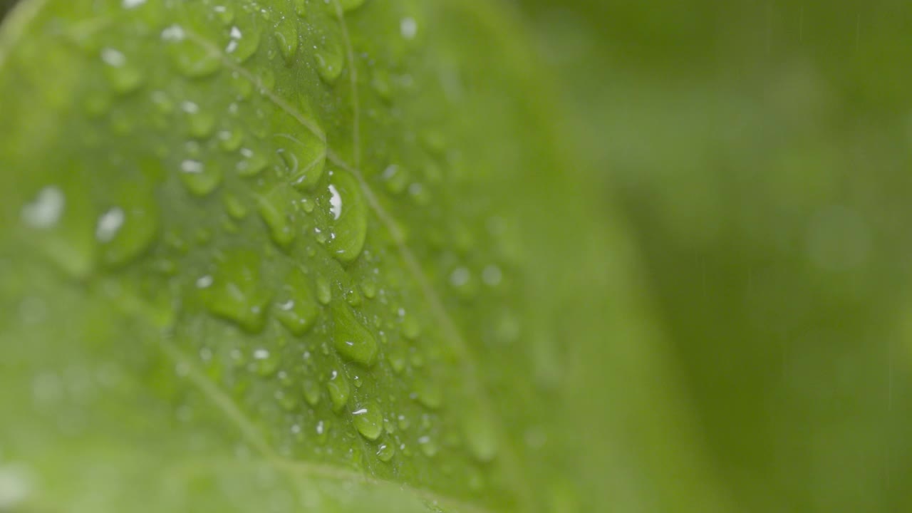 下雨时水滴滚下绿叶的细节镜头视频素材