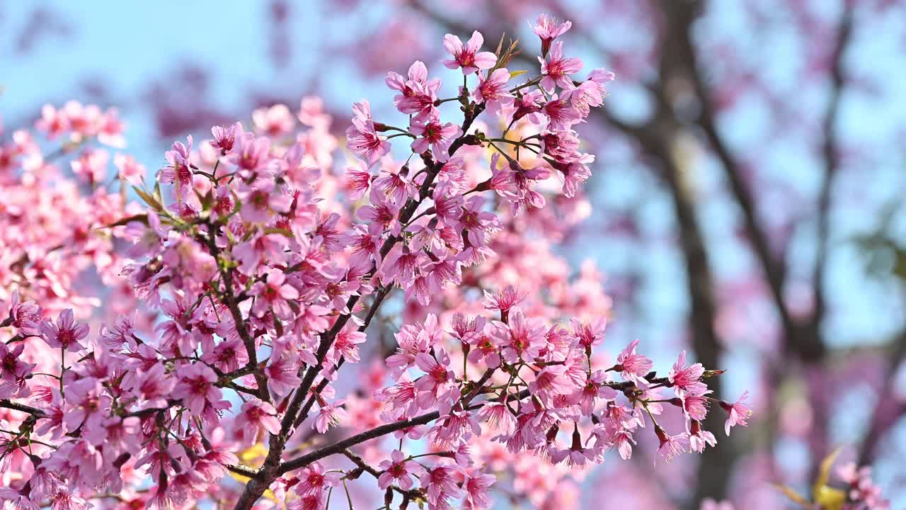 ฺBeautiful Himalayan cherry blossom flowers (or Sakura flower) grow in the nature.视频素材