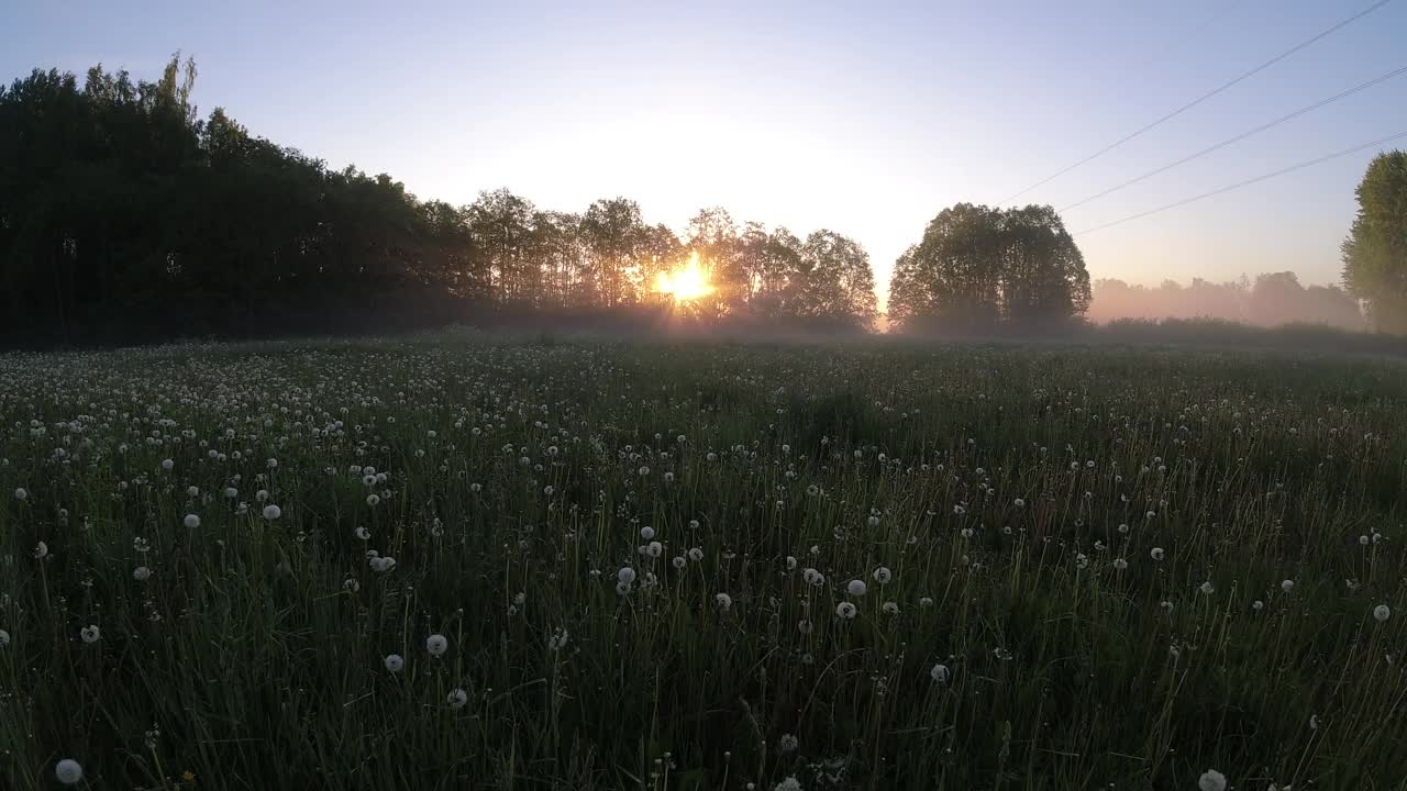 蒲公英田开花后日出，时光流逝视频素材