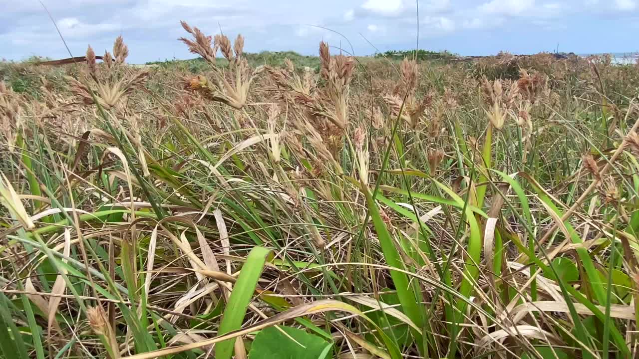 风中的沙滩沙丘草视频素材