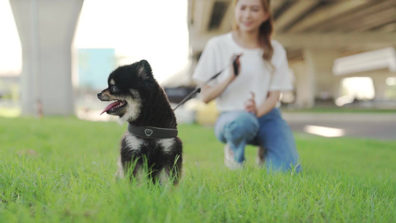 快乐的年轻亚洲女子玩和坐在草地上在公园与她的狗。宠物爱好者概念视频素材