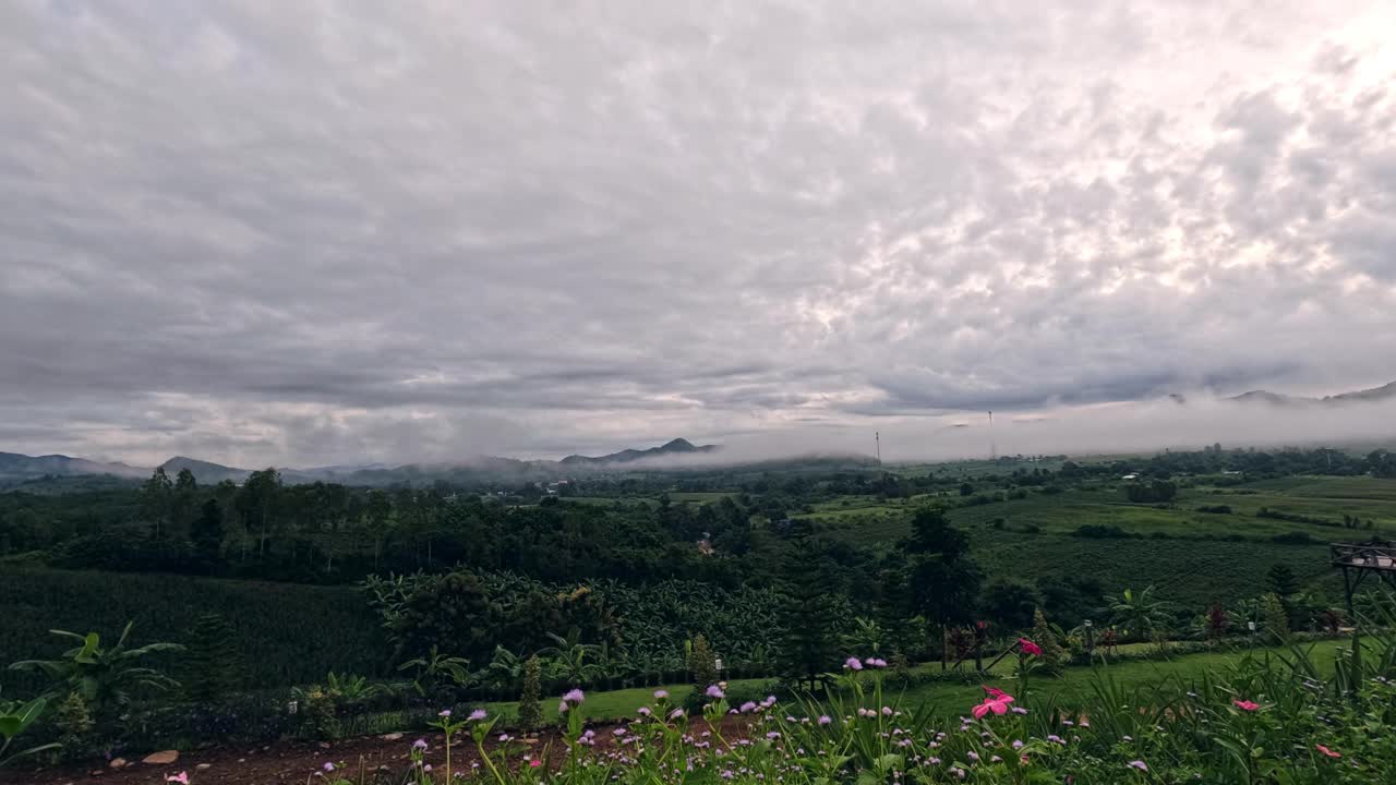 夏天的森林视频素材