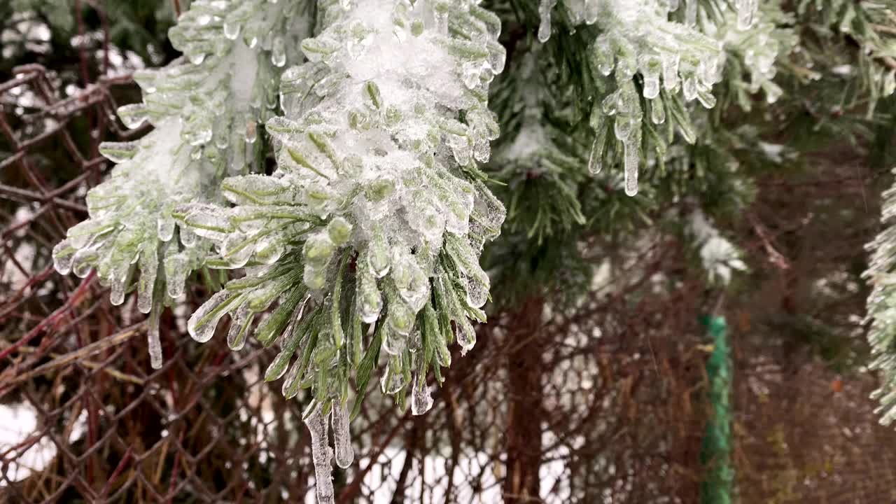 冰冻的暴风雨过后，树枝上结满了冰视频素材