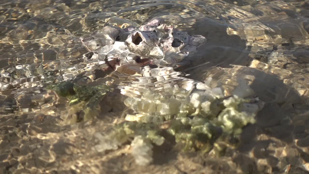 海浪拍打着五彩缤纷的珊瑚。自然背景与阳光在水面上闪闪发光。视频素材