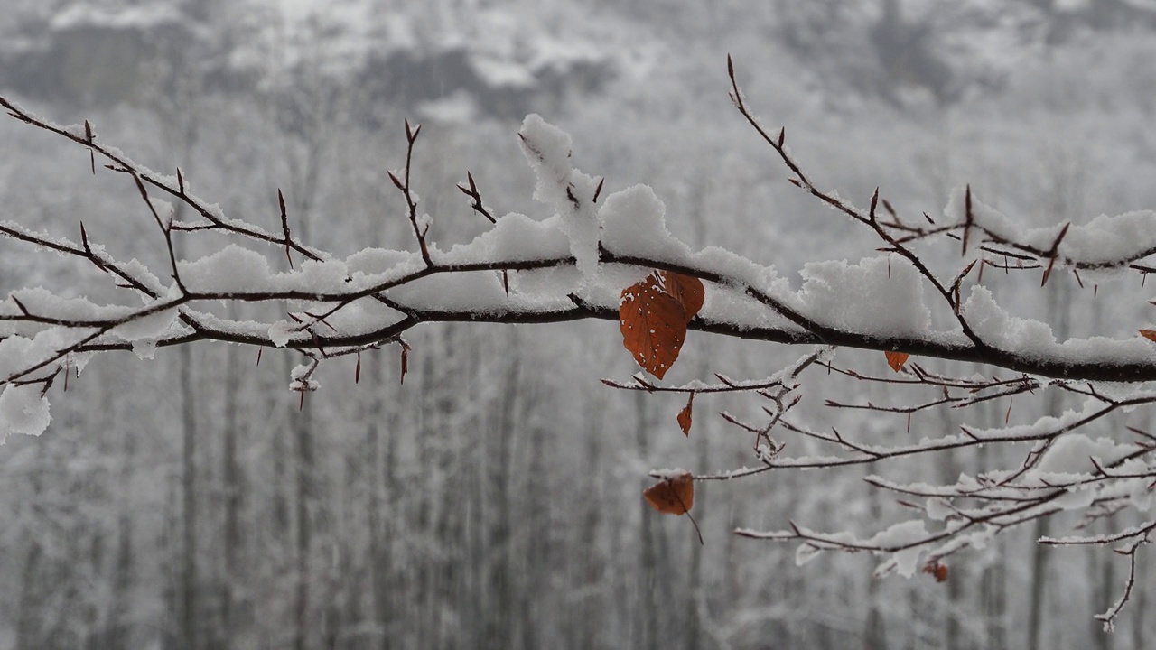 落雪下的山毛榉树枝视频下载