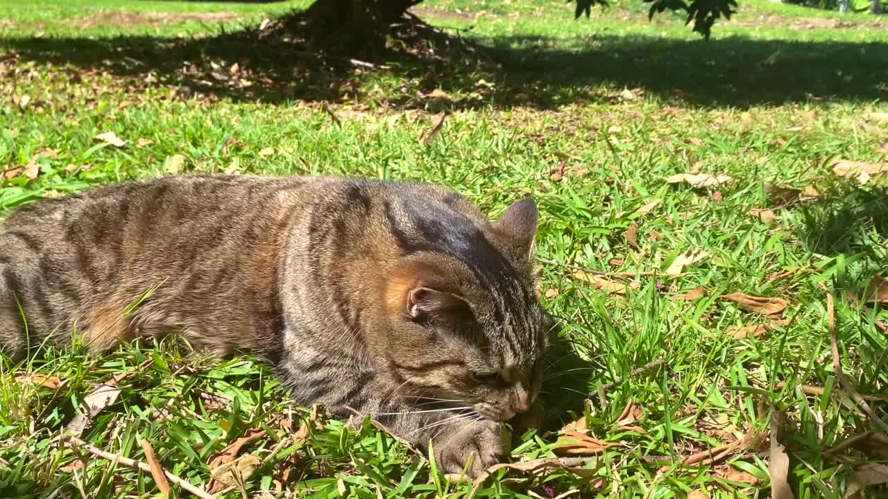 猫在花园里玩棍子视频素材