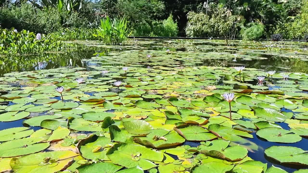 巴拿马，荷花池塘，全景尽收眼底视频素材