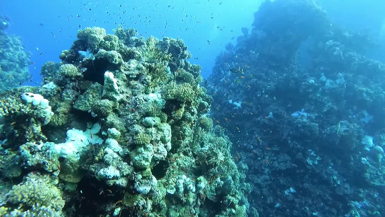 埃及红海海底五颜六色的珊瑚和奇异的小鱼视频素材