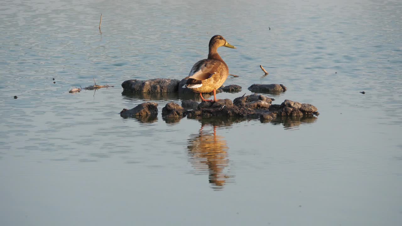 野生，鸭，母绿头鸭，Camargue，法国视频素材