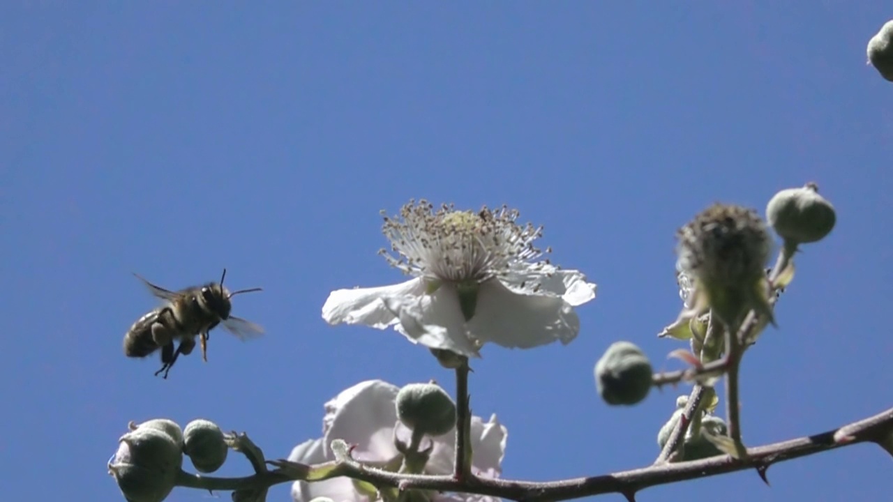 蜜蜂放飞白花视频素材