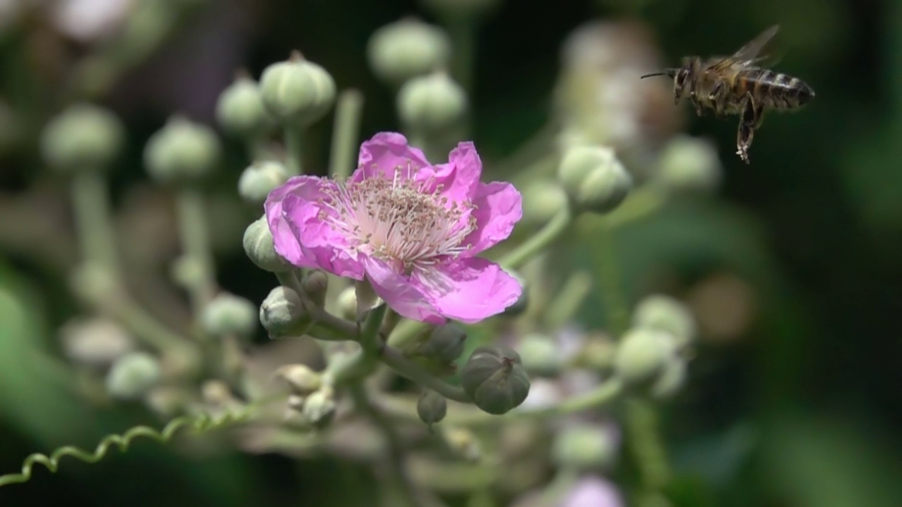 蜜蜂视频素材