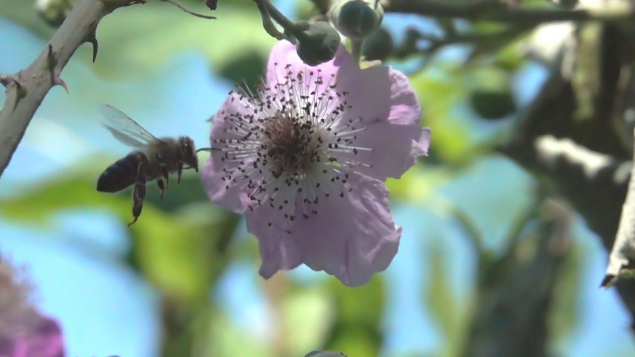 蜜蜂飞视频素材