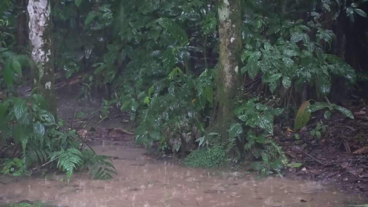 雨林中的雨视频素材