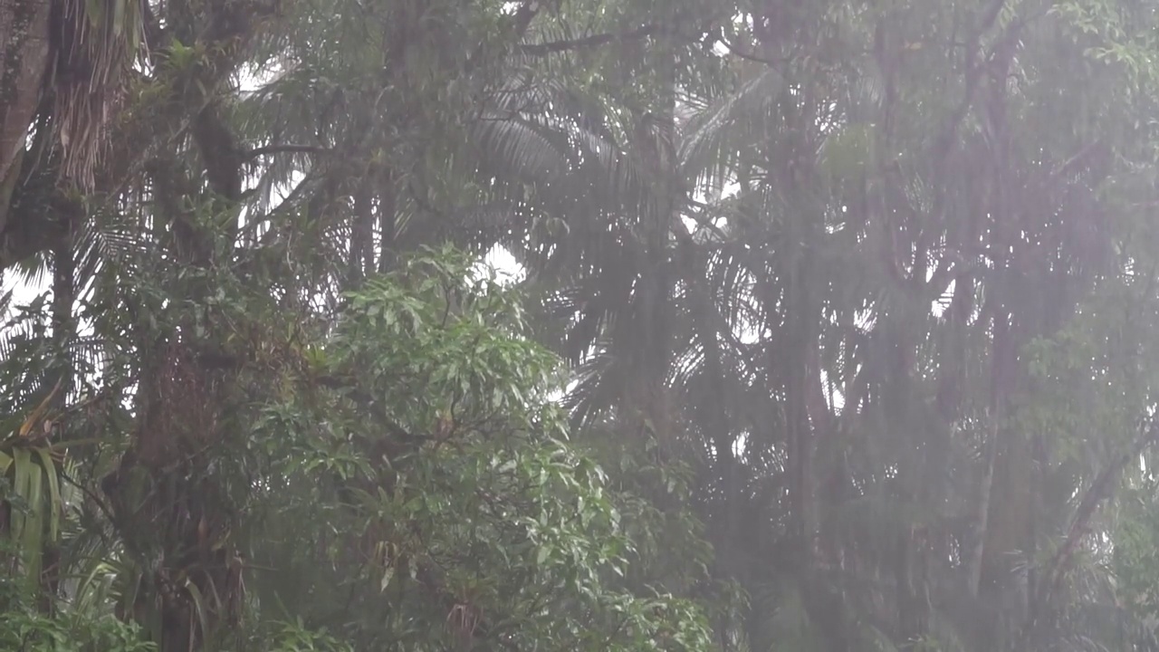 雨林中的雨视频素材