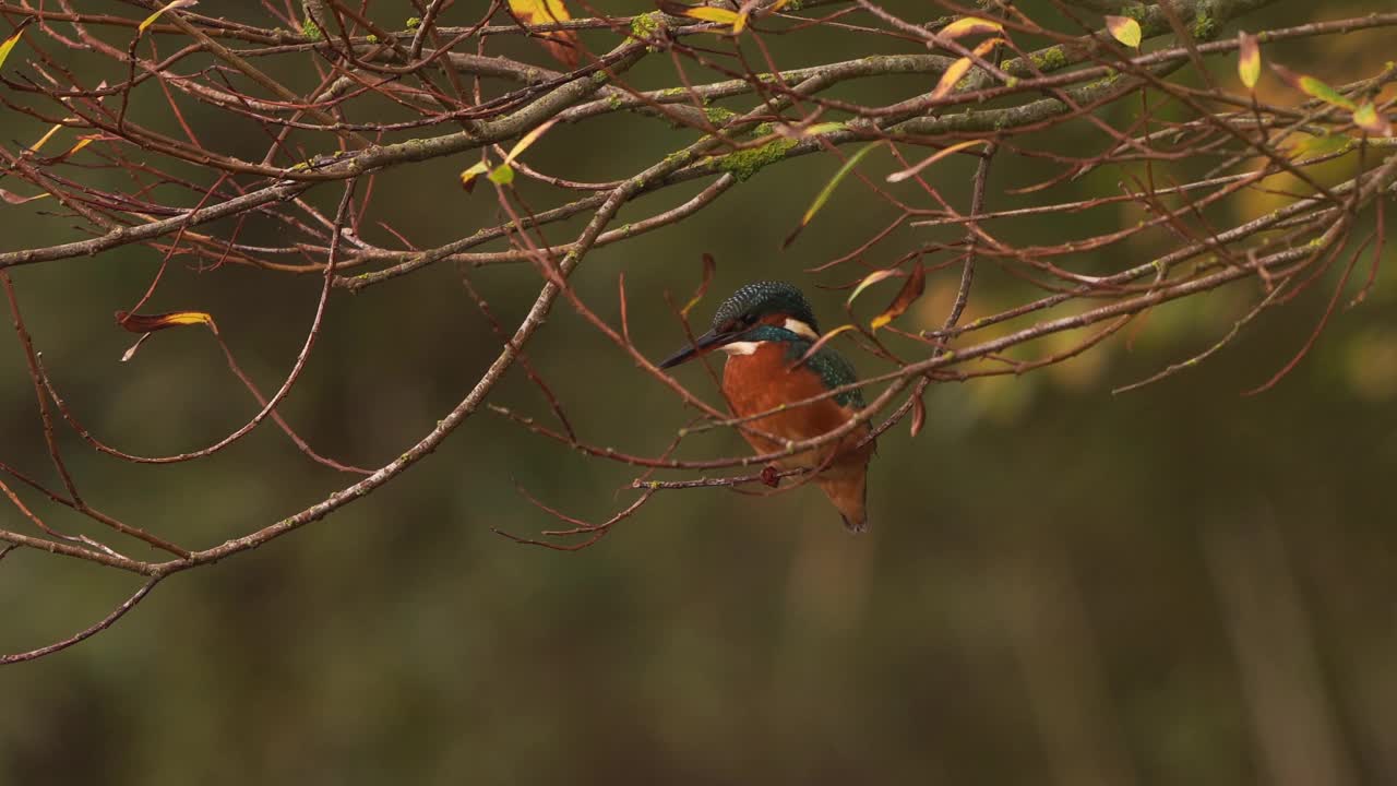 普通的翠鸟(Alcedo atthis)坐在树枝上视频素材