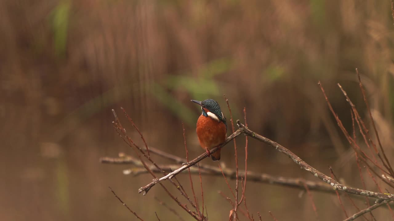 普通的翠鸟(Alcedo atthis)坐在树枝上视频素材