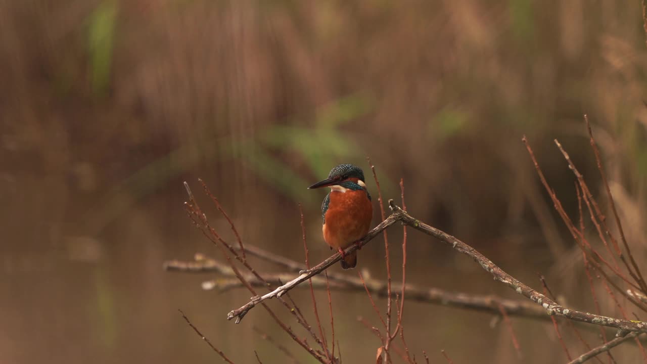 普通的翠鸟(Alcedo atthis)坐在树枝上视频素材