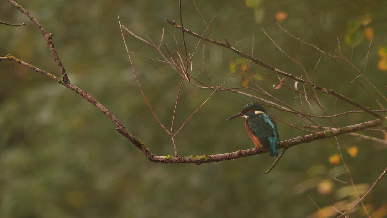 普通的翠鸟(Alcedo atthis)坐在树枝上视频素材