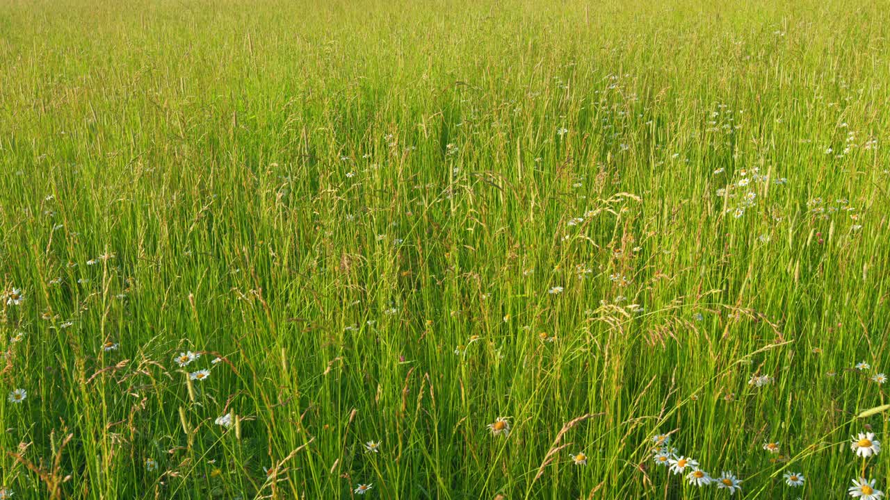 高高的草地摇曳着。晴朗的夏日傍晚。平底锅。视频素材