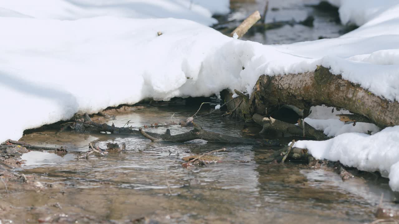 春天的小溪充满了融雪的水。在一个阳光明媚的日子里，在森林里流淌着小溪。视频素材