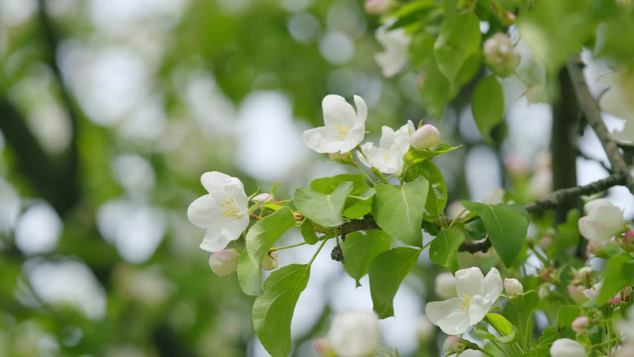 粉红色的白色苹果花枝映衬着春天的蓝天。春天在花园里。视频素材