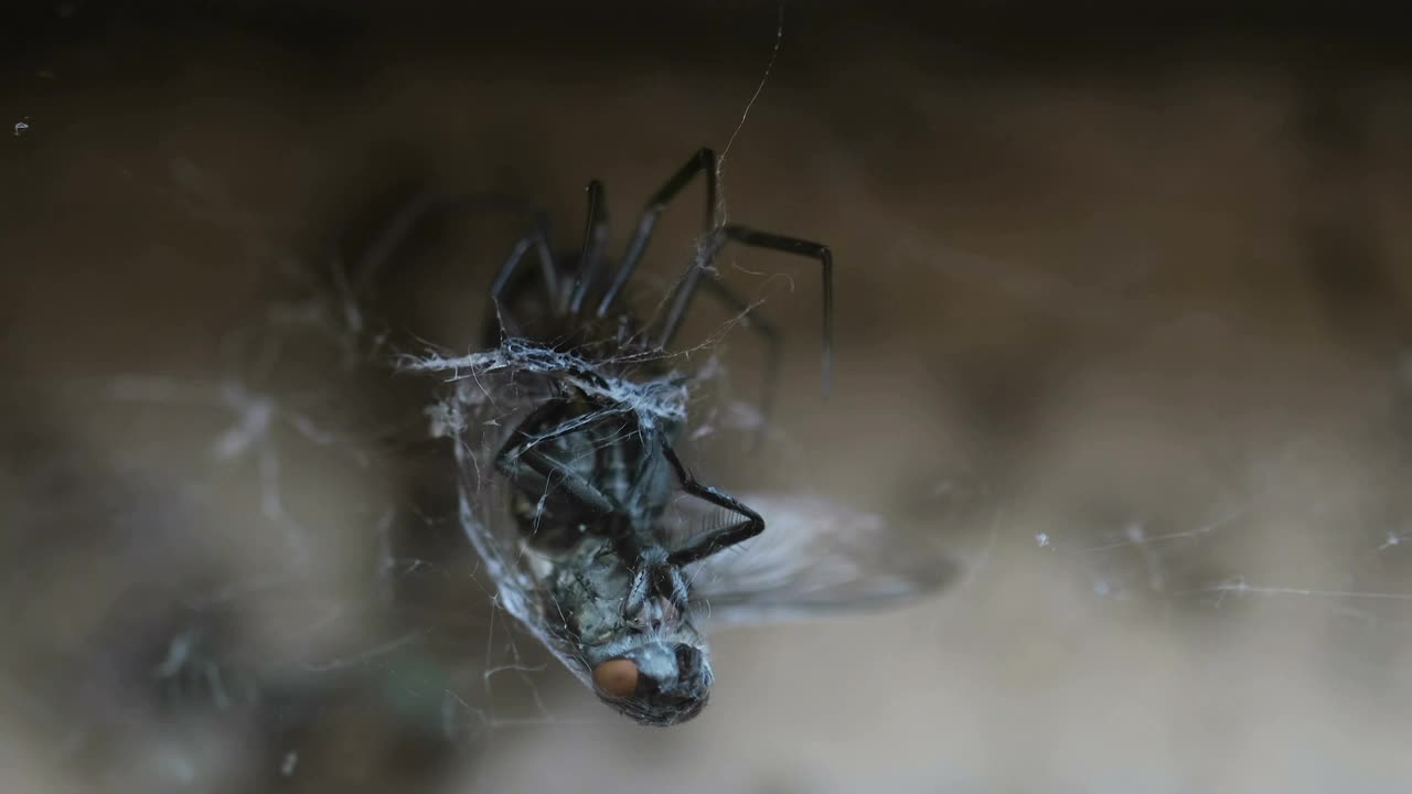 苍蝇昆虫被困在饥饿的蜘蛛网中，在野生生态系统中狩猎视频素材