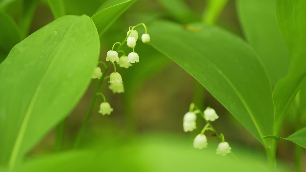 在夏日的森林里，百合花在户外的微风中摇曳。缓慢的运动。视频素材